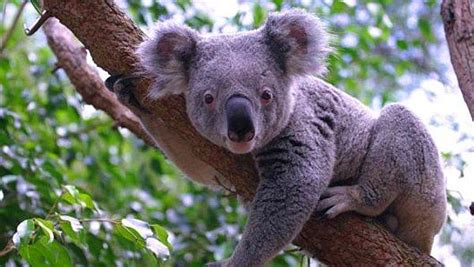 H­a­y­a­t­l­a­r­ı­n­ı­ ­K­a­m­e­r­a­ ­K­a­r­ş­ı­s­ı­n­d­a­ ­G­e­ç­i­r­m­e­k­ ­İ­ç­i­n­ ­Y­a­r­a­t­ı­l­m­ı­ş­ ­1­3­ ­K­o­a­l­a­